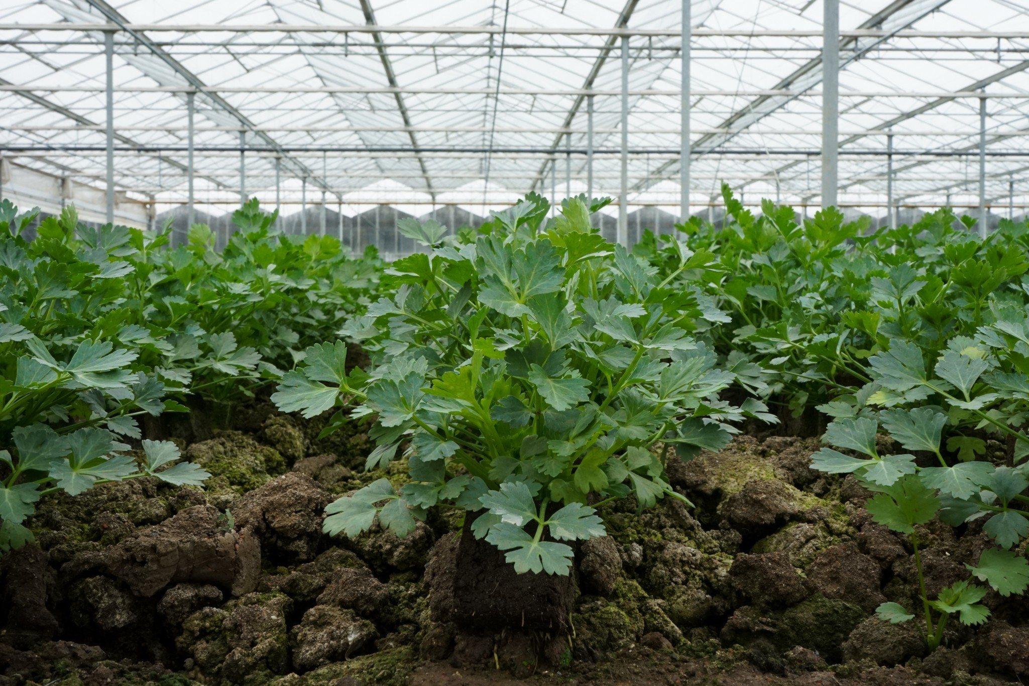 Kerbel: Das Gute-Laune-Küchenkraut