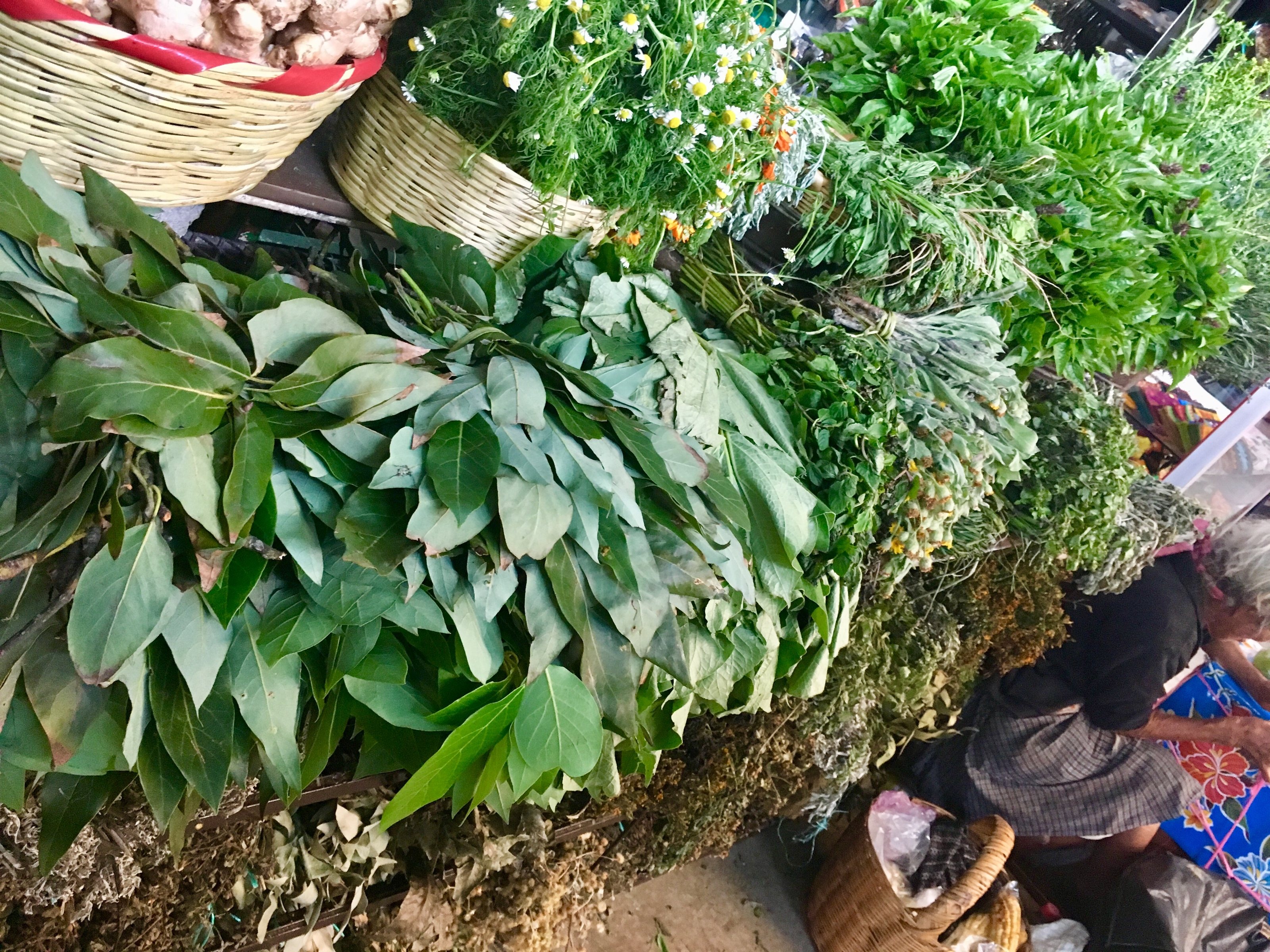 Découvrez la coriandre bolivienne