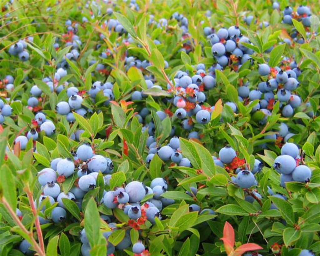 Do Wild Blueberries Live Up to the Health Hype?