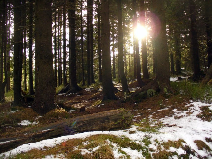 Can ‘Forest Bathing’ Bring Health & Happiness?