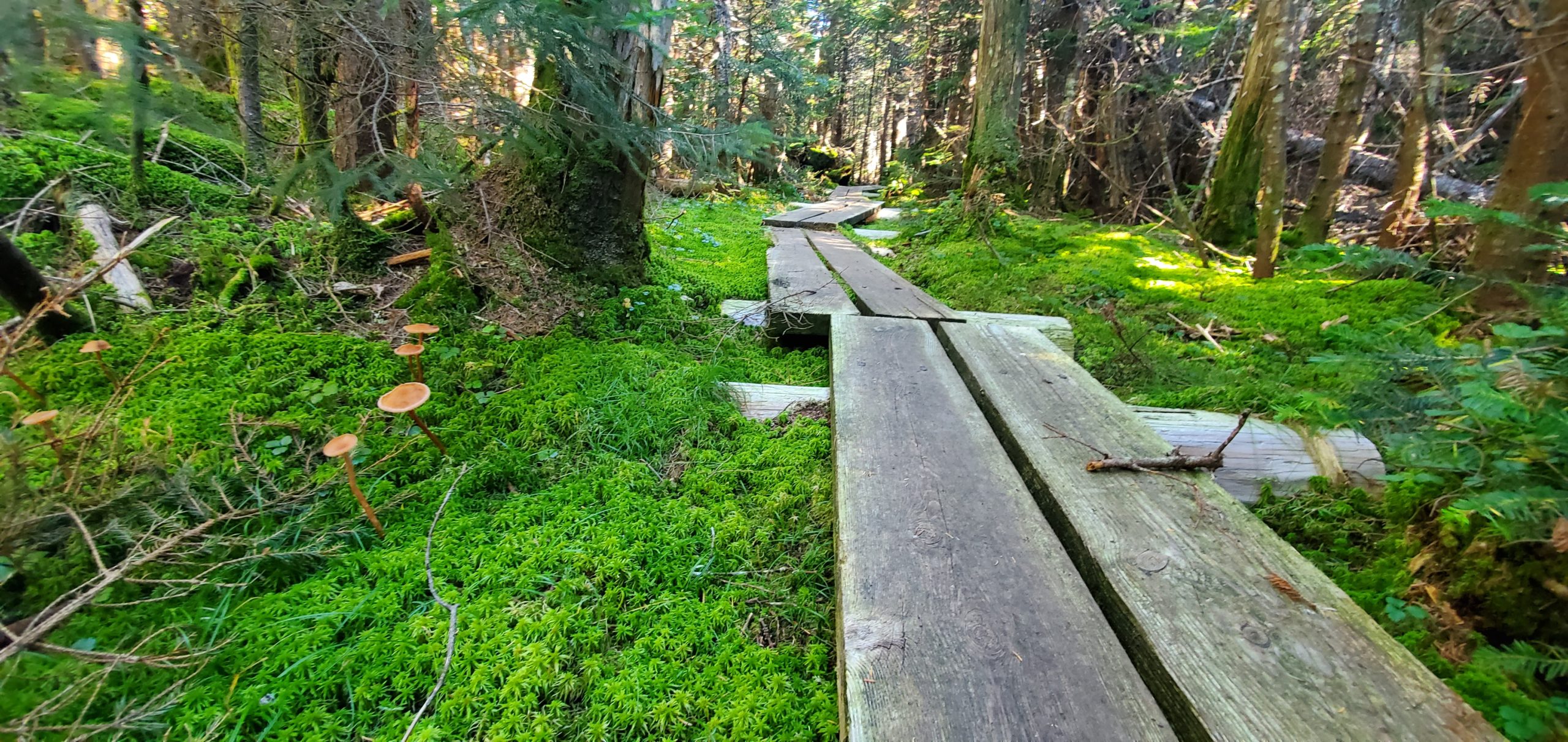Hiking: A Mind-Body Workout Like No Other