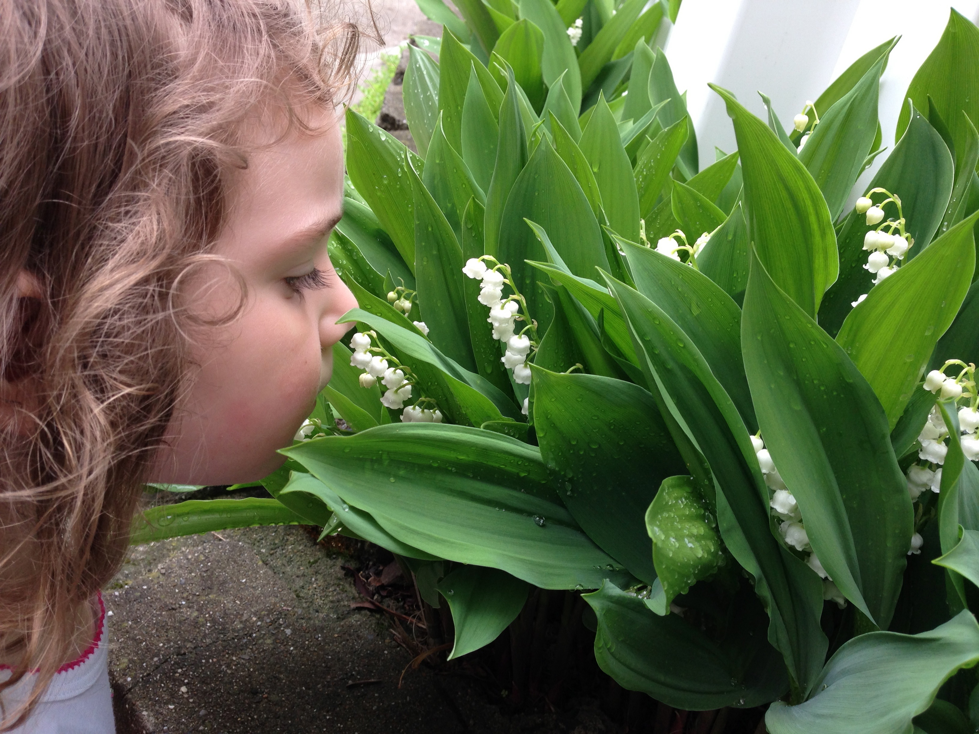 8 Houseplants That Improve Air Quality