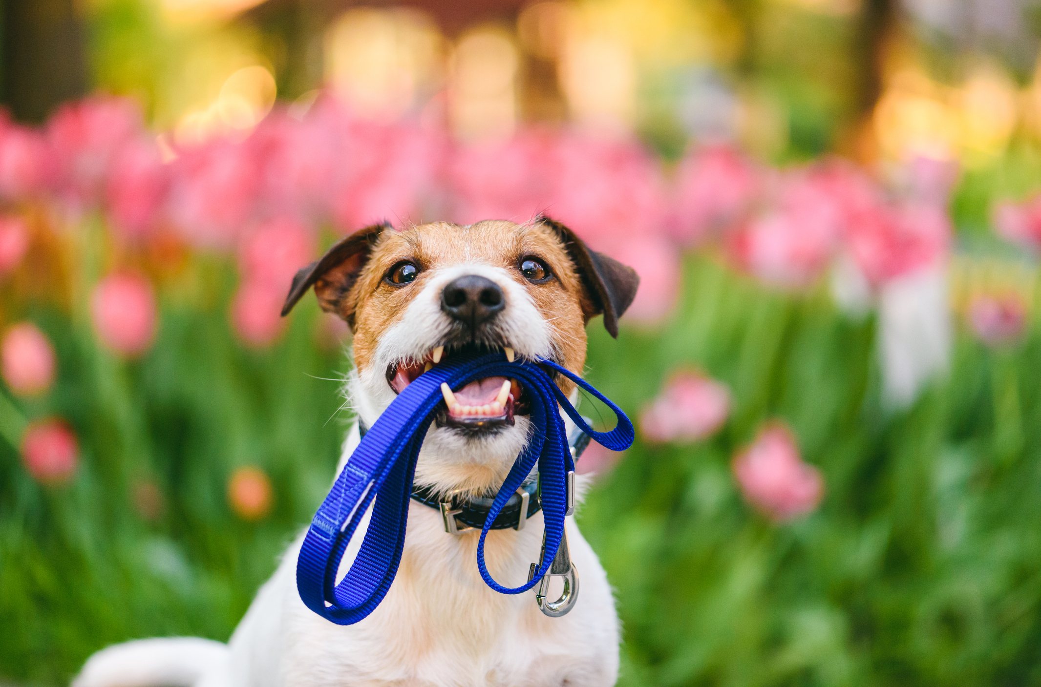 7 Ways Dogs Improve Your Health