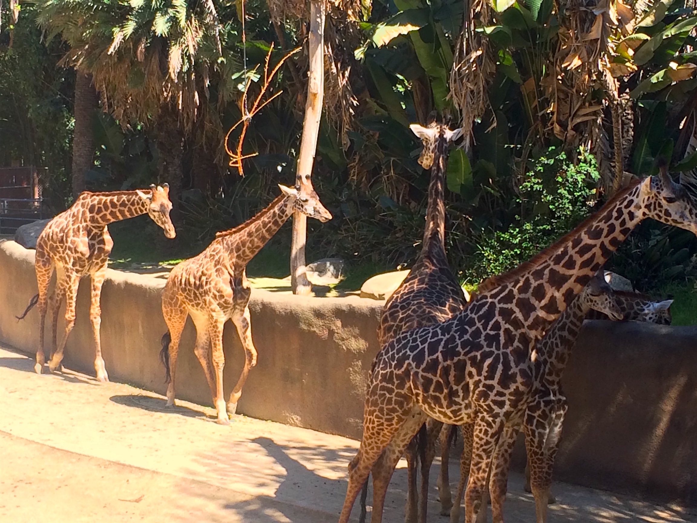 The Zoo: Your New Favorite Workout Spot?